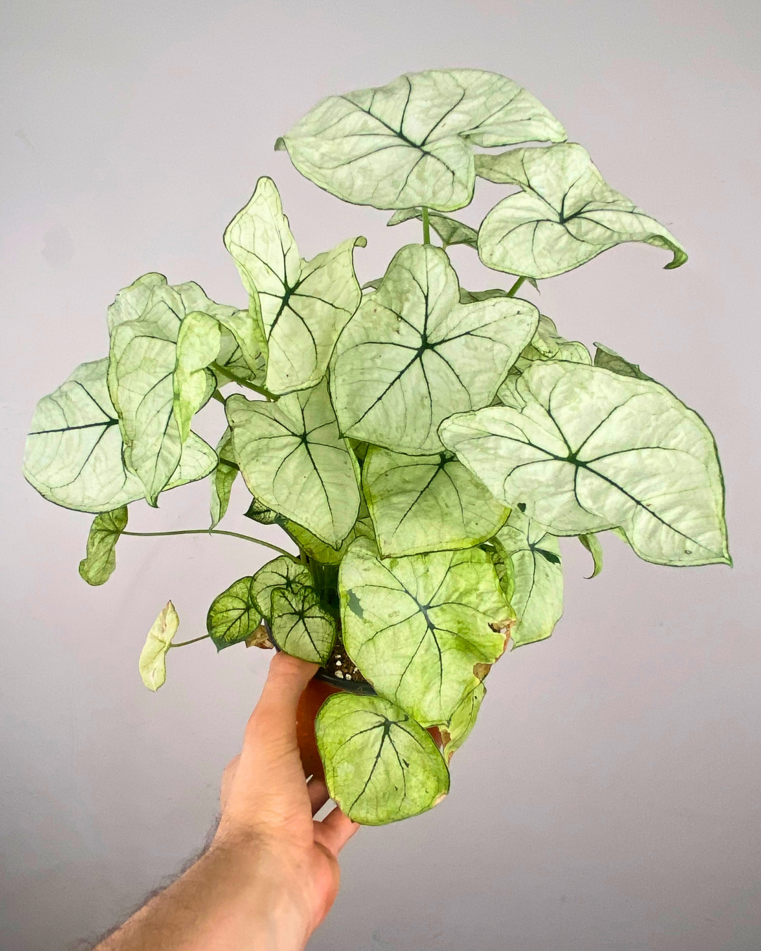 Feuilles crème clair nervurées vert foncé de Caladium Allure