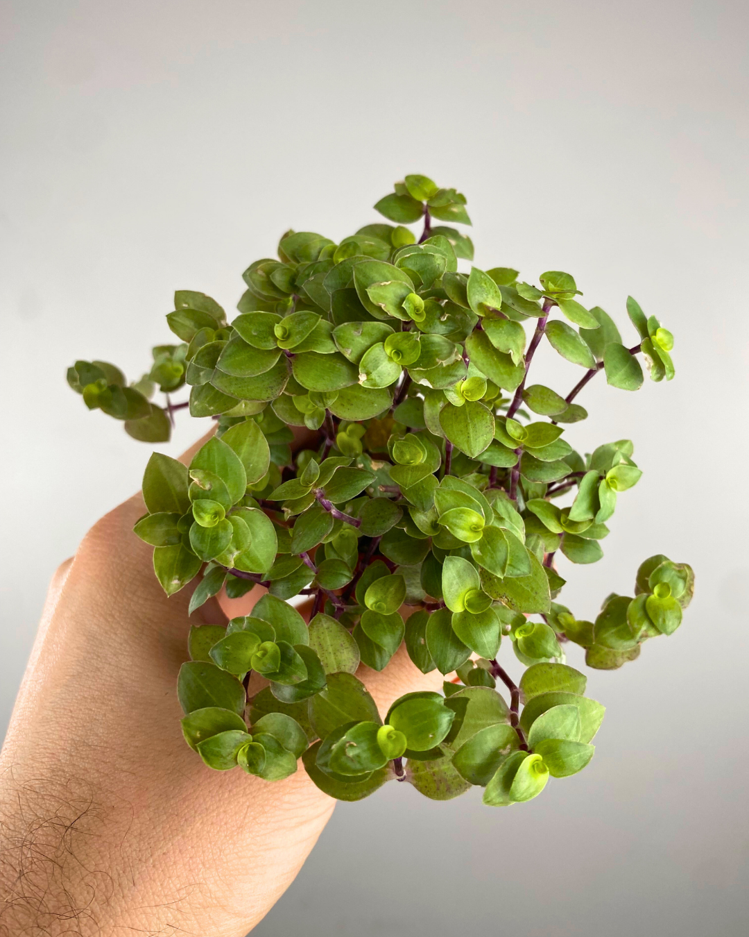 Feuilles rondes charnues vert vif de la Callisia repens