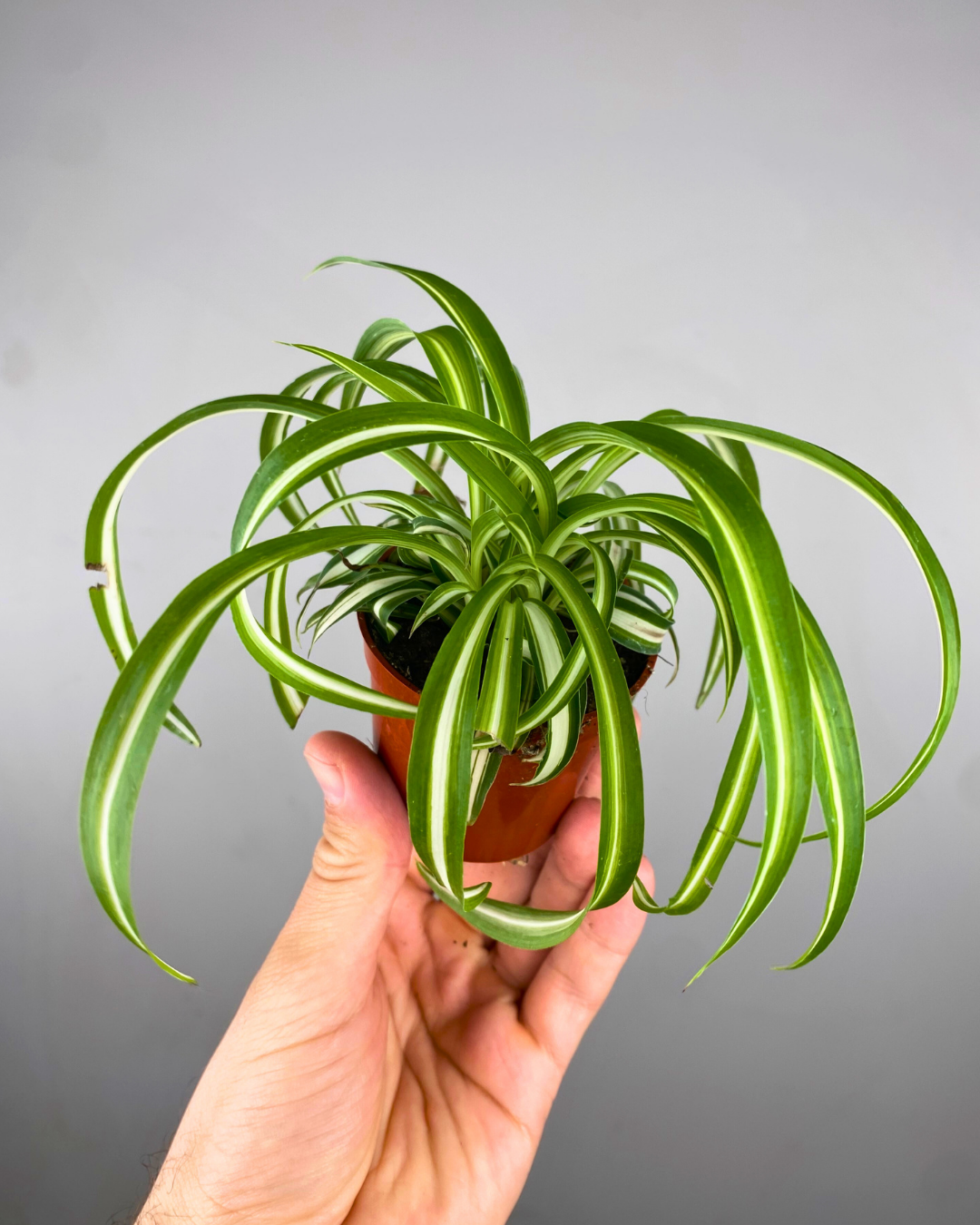 Feuilles longues vert vif bordées de blanc de la plante araignée Variegatum