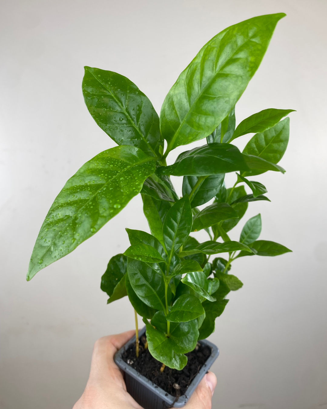 feuilles vertes lustrées d'une plant de café