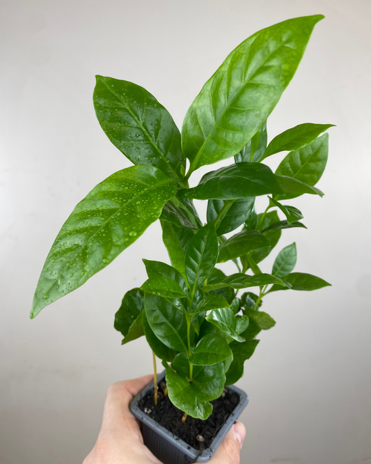 feuilles vertes lustrées d'une plant de café