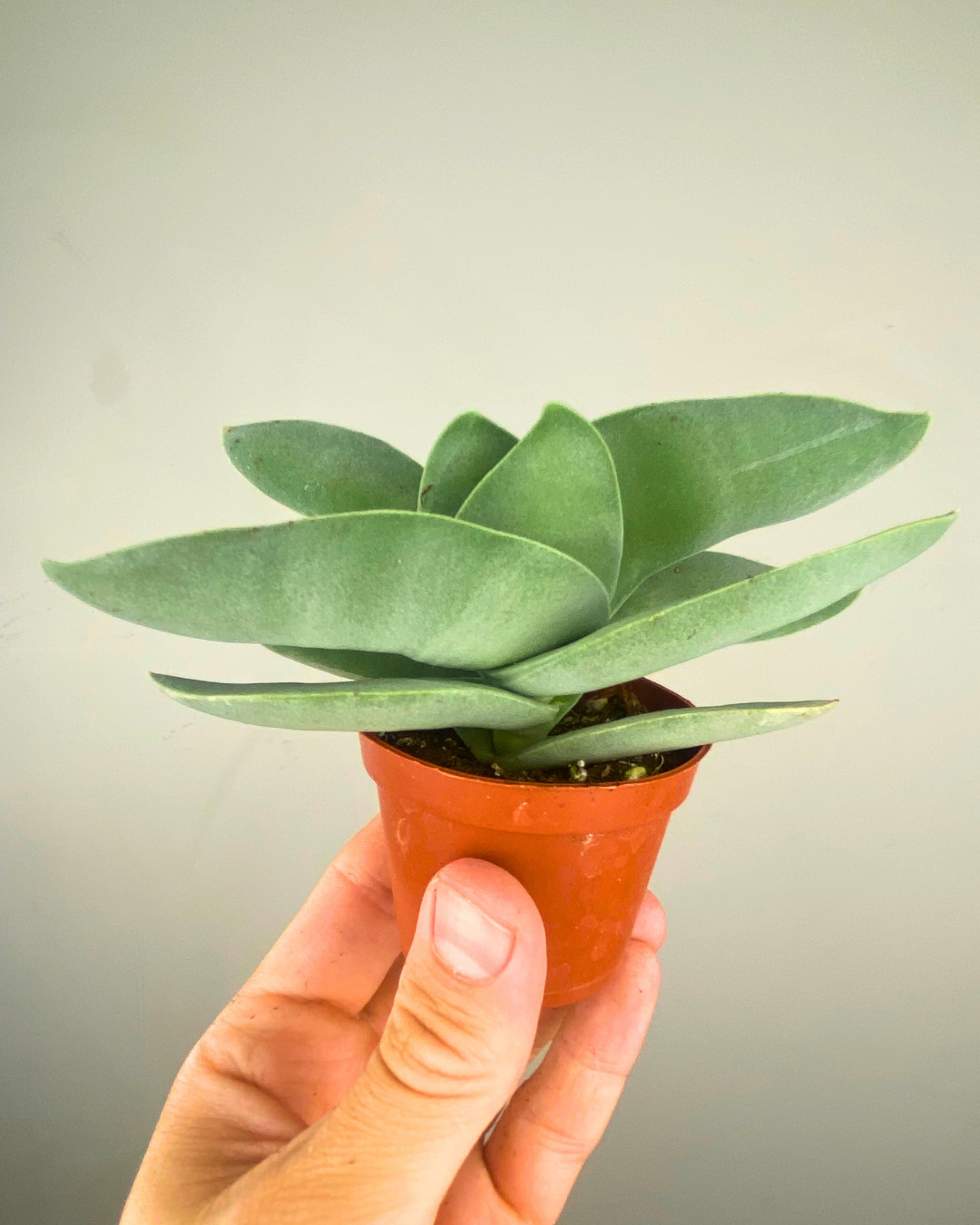 Feuillage hélice gris-vert de Crassula Falcata succulent