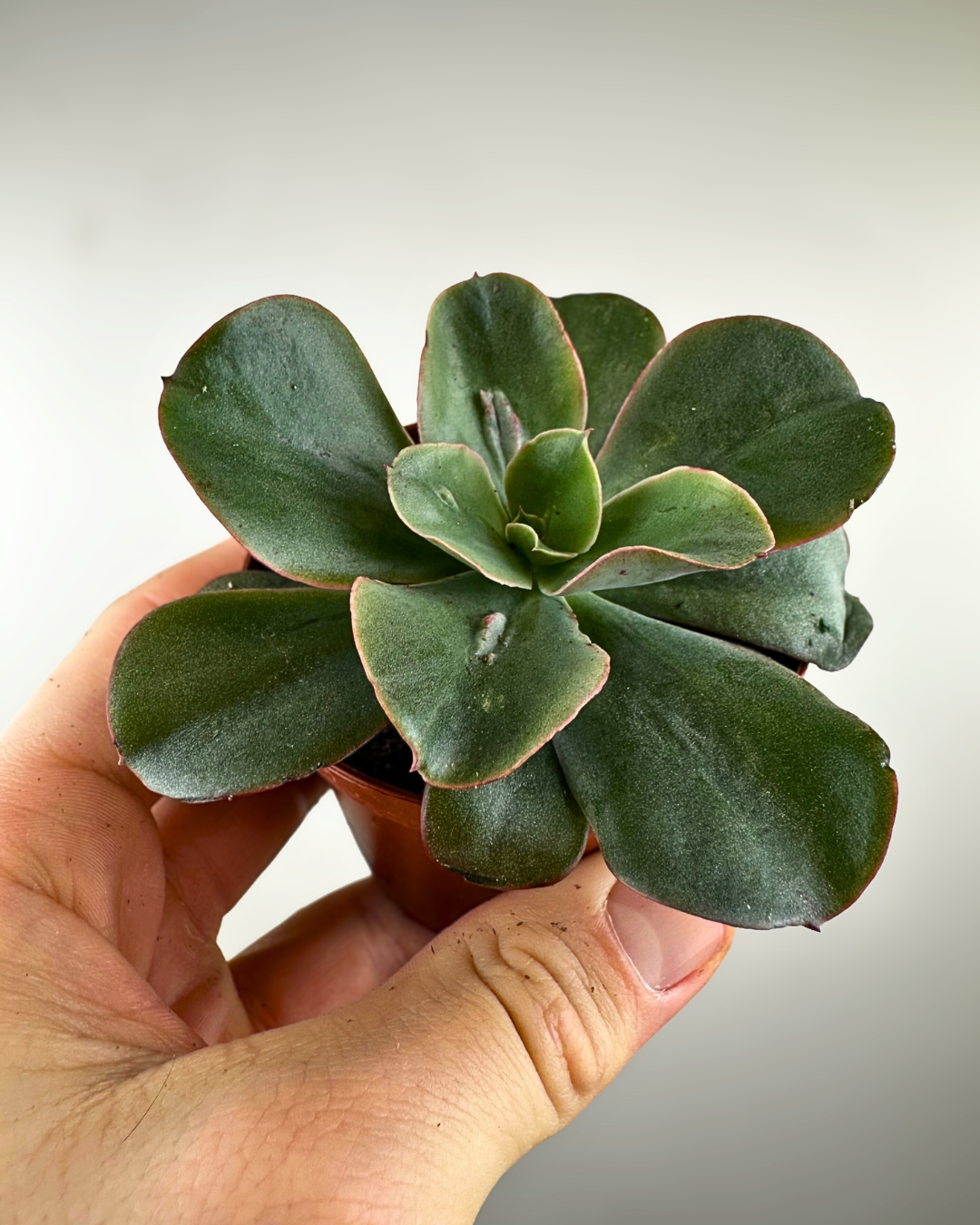 Rosette charnue et colorée d’une Echeveria