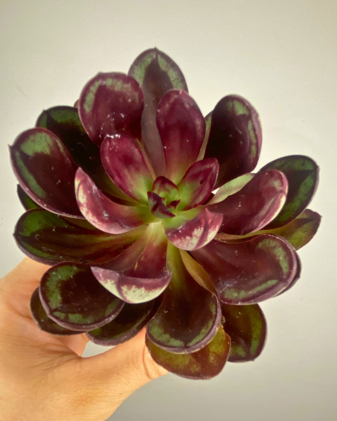 Rosette vert pomme avec marges rouge-pourpre de l’Echeveria Benitsukasa
