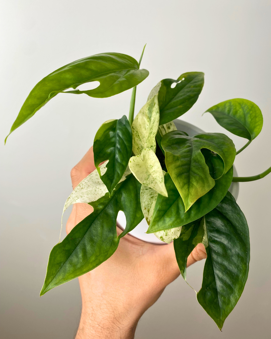 Marble pothos feuillage, Pothos rare intérieur, Plante grimpante tropicale, Pothos marbré blanc et vert