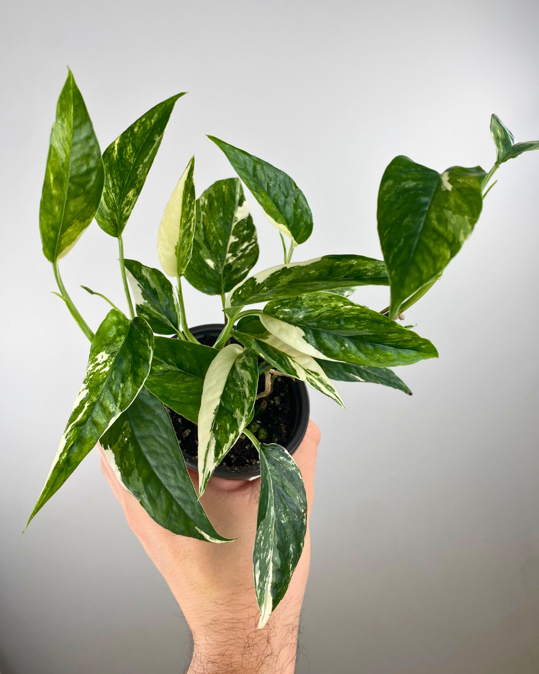 Epipremnum pinnatum albo, Pothos panaché rare, Feuillage découpé exotique, Plante d’intérieur grimpante