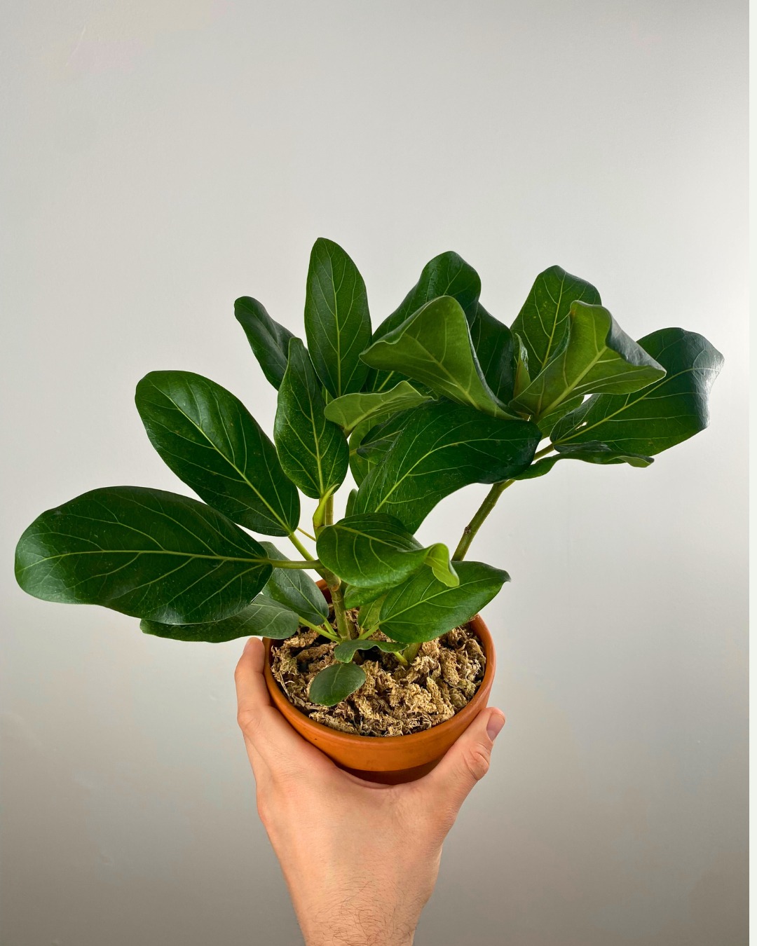 Ficus Audrey intérieur, Plante verte tropicale, Ficus entretien facile, Plante élégante maison