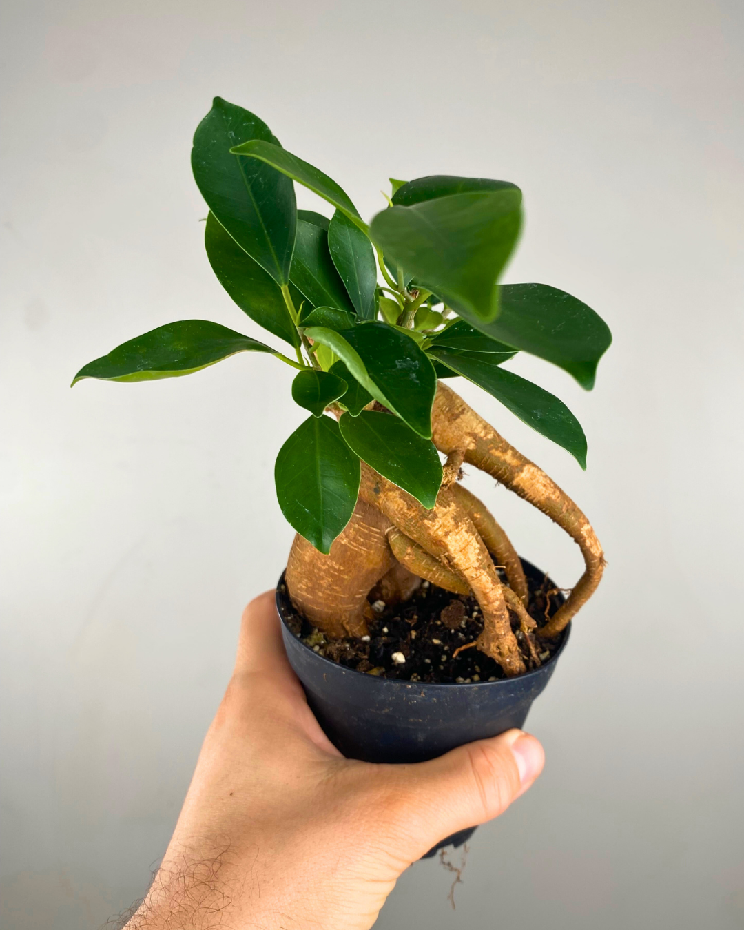 Tronc renflé et feuilles ovales vert foncé du Ficus Ginseng