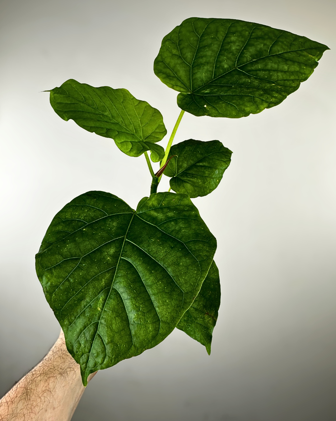 Grandes feuilles en forme de cœur du Ficus umbellata