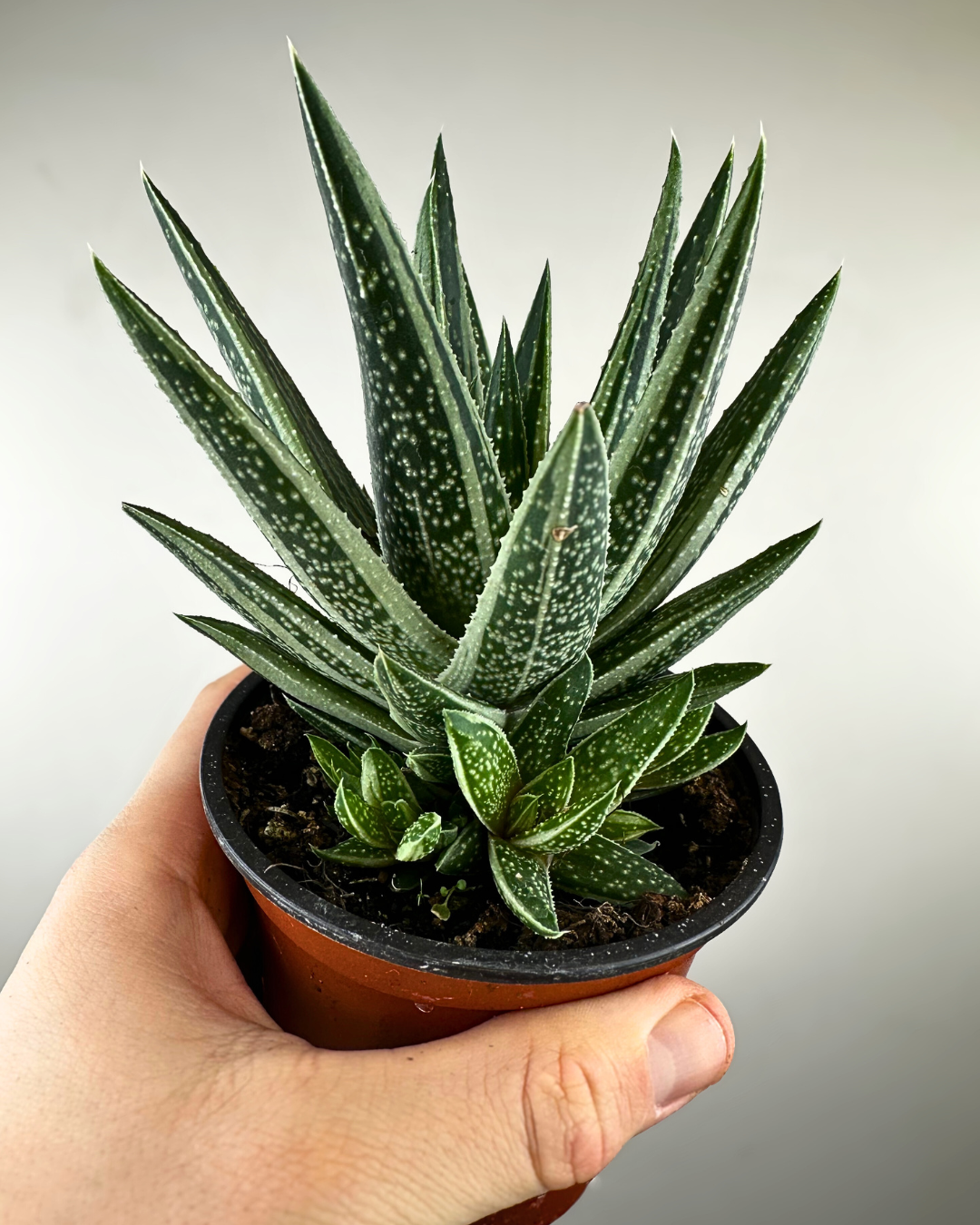 Feuilles épaisses marbrées du Gasteraloe Spirit of 88