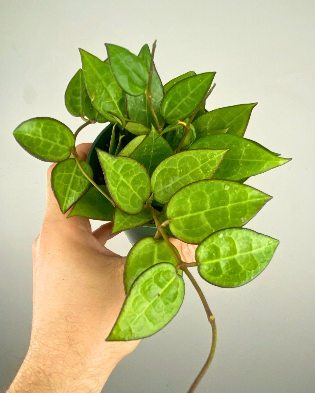 Feuillage vert profond bordé de noir du Hoya Black Margin
