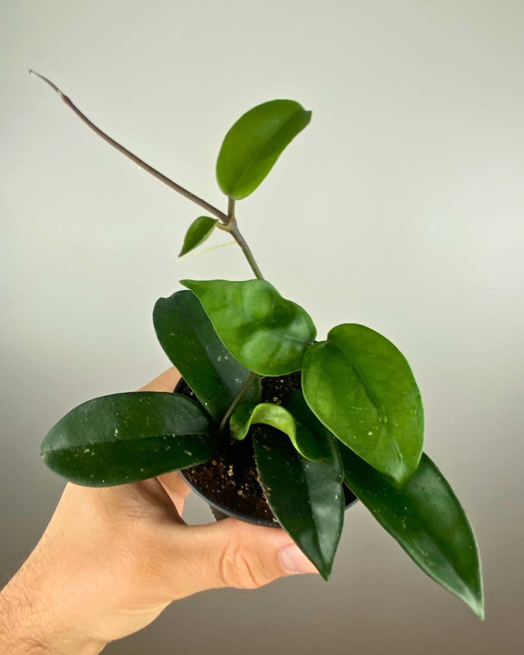 Hoya Carnosa floraison, Plante suspendue facile, Hoya cireux intérieur, Hoya étoilé exotique