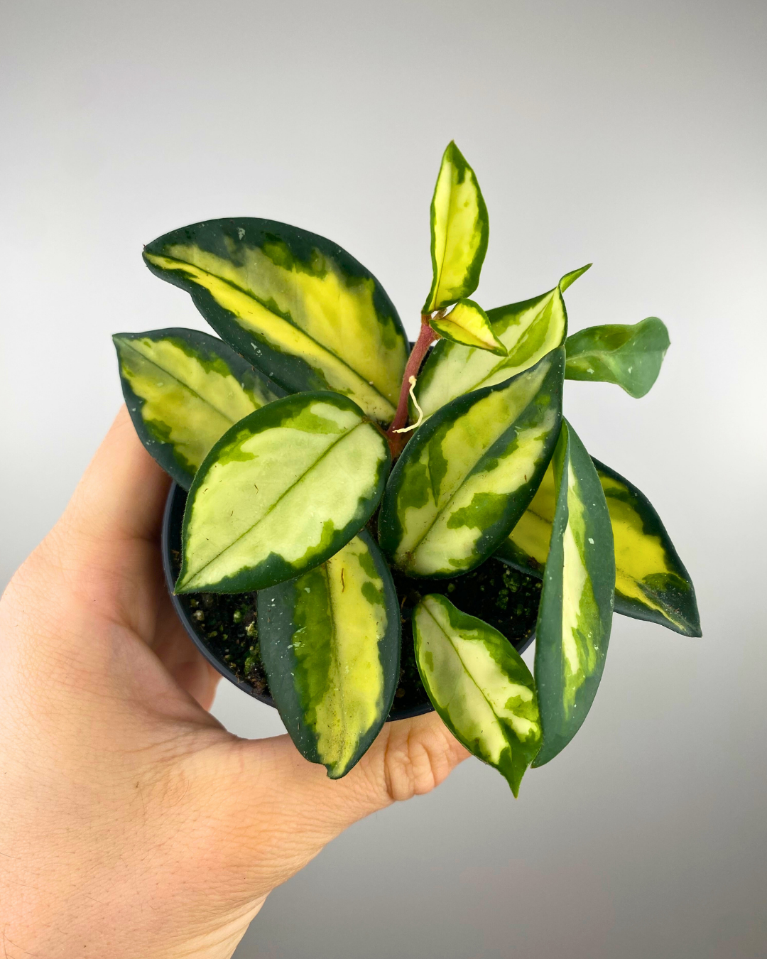 Hoya Krimson Princess panaché, Plante suspendue floraison rose, Hoya cireux intérieur, Hoya exotique feuillage crème