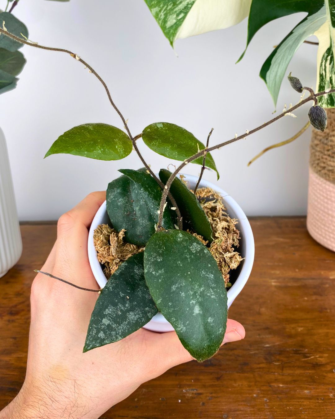 Hoya Caudata Sumatra, Plante tropicale rare, Hoya argenté feuillage, Hoya rouge exotique