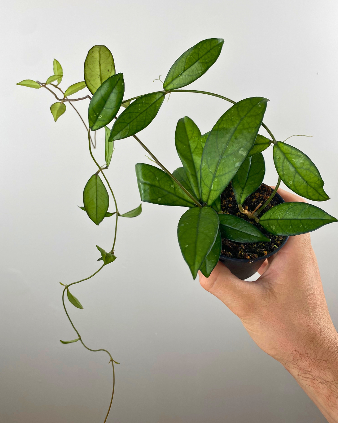 Hoya Crassipetiolata feuillage nervuré, Hoya fleuri exotique, Plante suspendue tropicale, Hoya rare intérieur