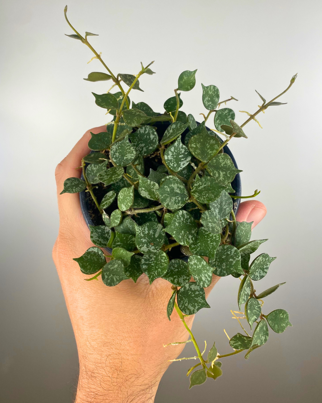 Hoya Curtisii feuillage retombant, Plante suspendue compacte, Hoya fleuri intérieur, Hoya argenté exotique