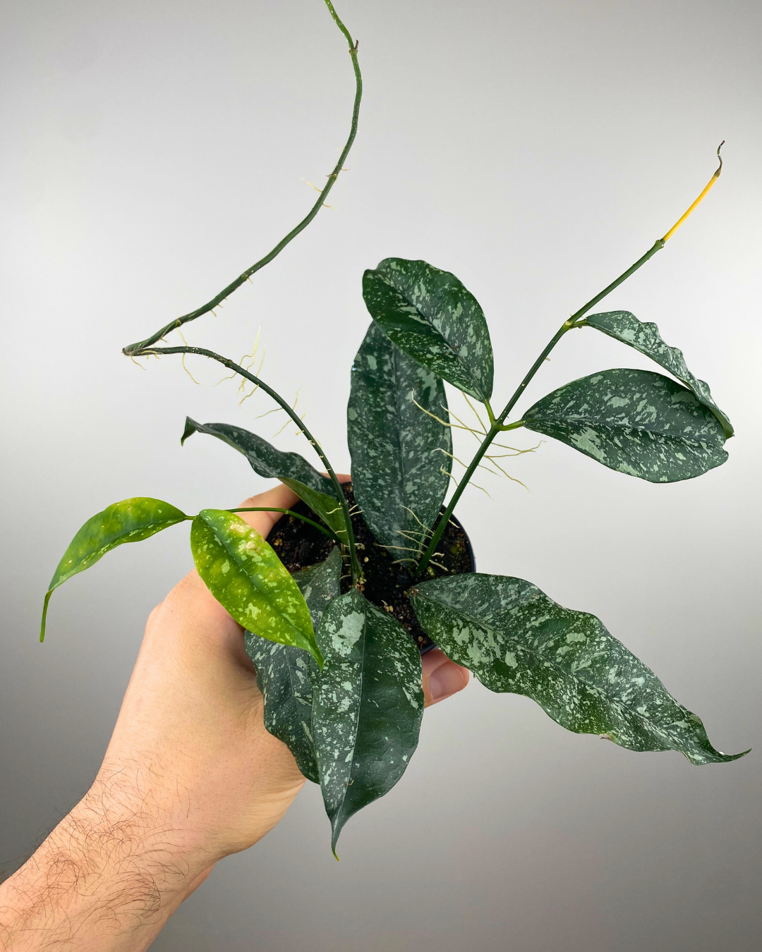 Hoya Cystiantha Splash feuillage argenté, Plante suspendue rare, Hoya tropical intérieur, Hoya étoilé parfumé