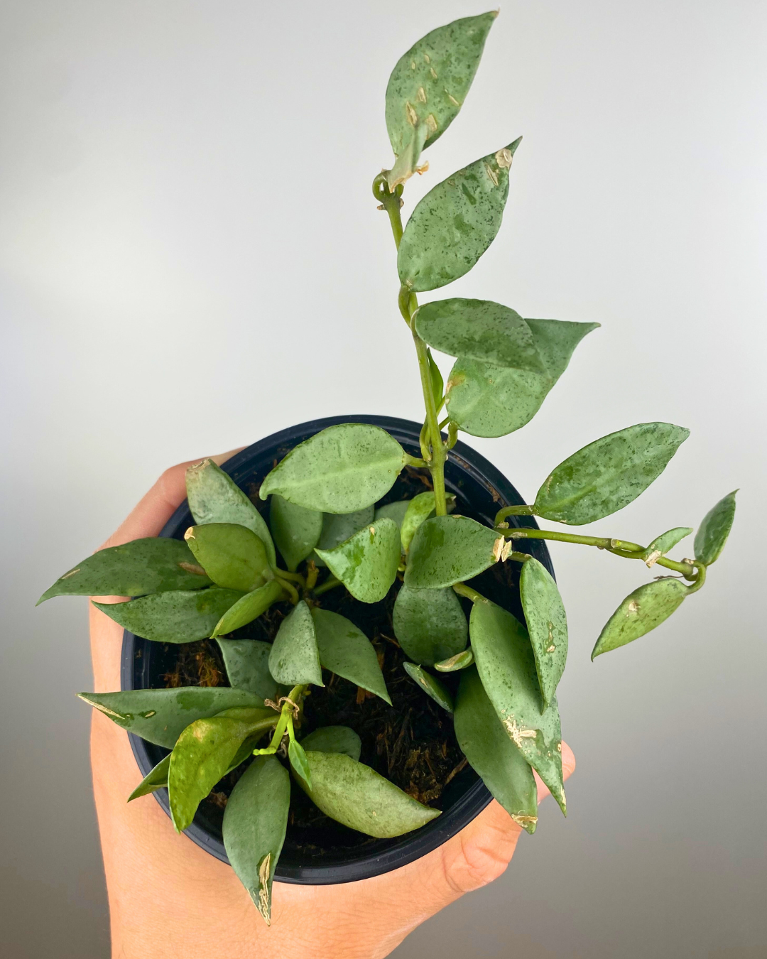 Hoya Krohniana Eskimo feuillage argenté, Hoya rare intérieur, Plante suspendue exotique, Hoya fleurs étoilées