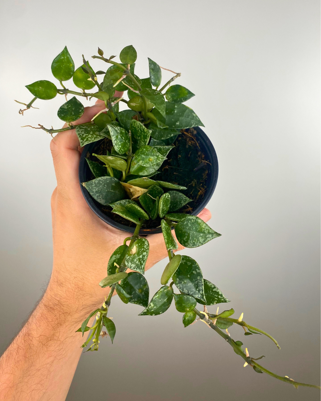 Hoya Krohniana Splash feuillage marbré, Hoya plante suspendue, Hoya rare intérieur, Hoya feuilles en cœur