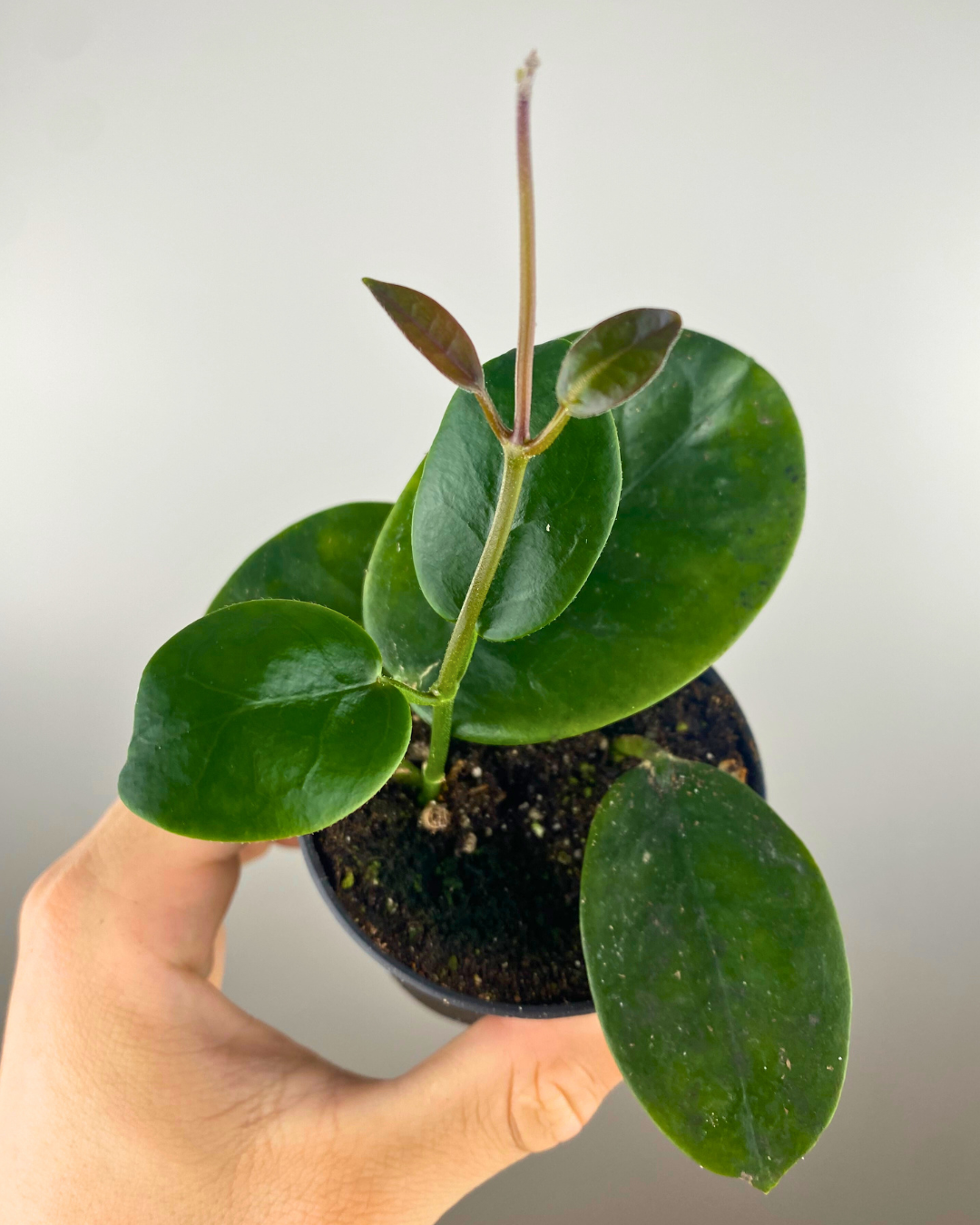 Hoya Obovata feuillage épais, Hoya intérieur suspendu, Plante tropicale rare, Hoya fleurs roses