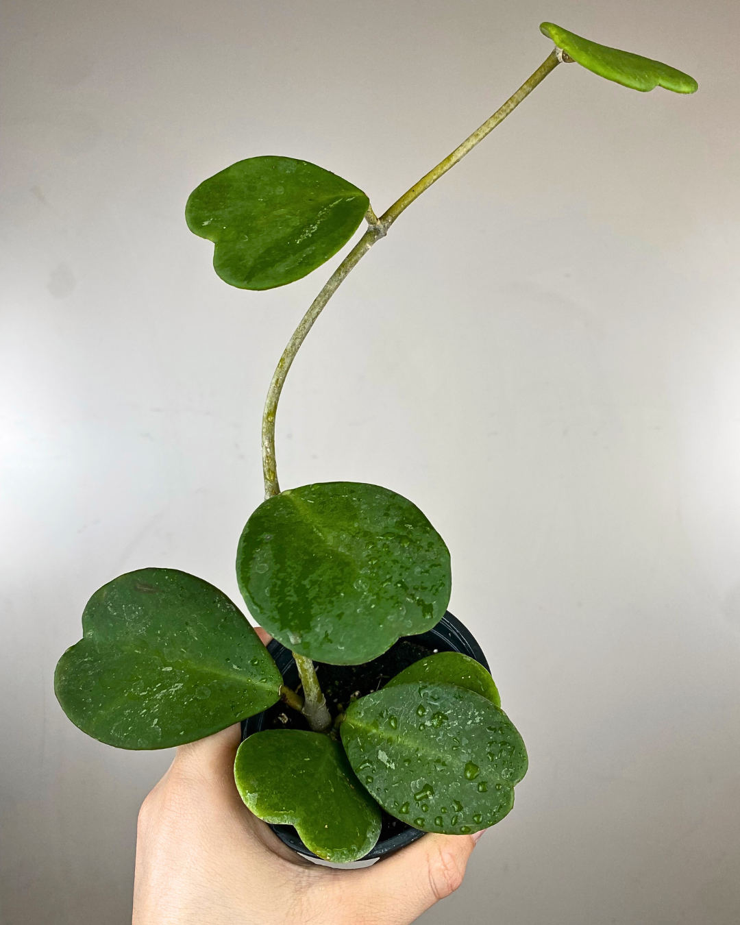 Feuilles en forme de cœur du Hoya kerrii en forme de liane