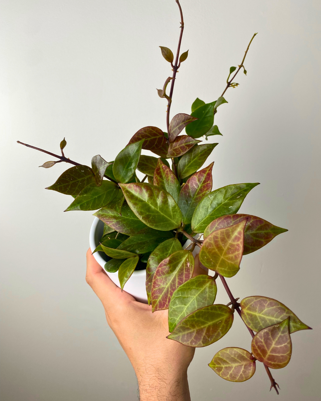 Hoya lacunosa fleurs parfumées, plante retombante tropicale, Hoya compact intérieur, feuillage vert petite feuille Hoya, Hoya lacunosa en fleur