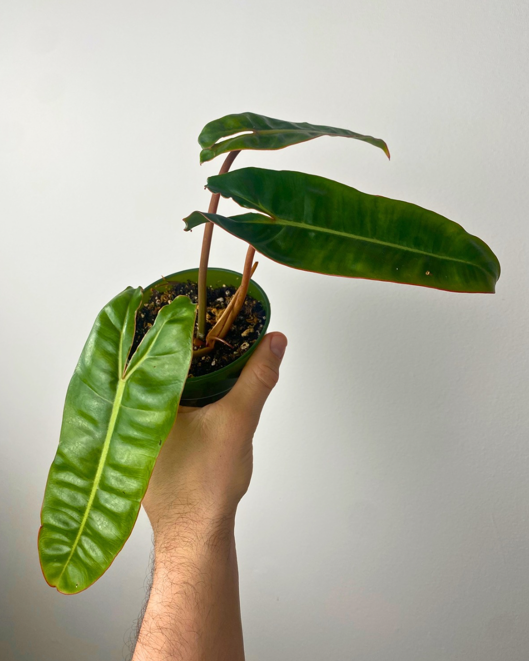 Philodendron Billietiae
