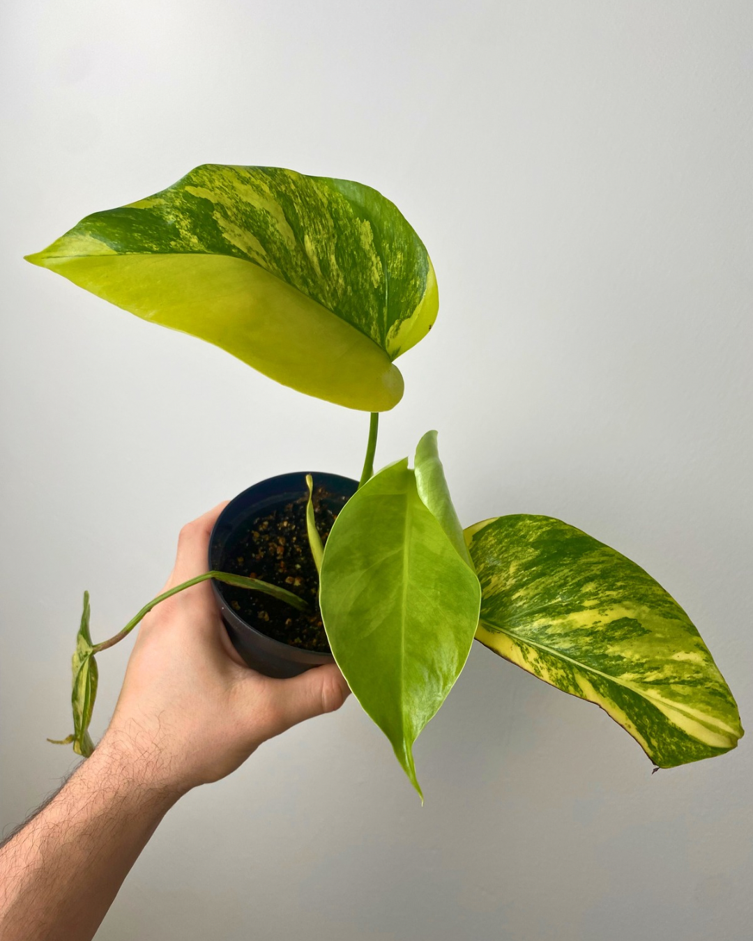 Monstera Aurea Marmorata