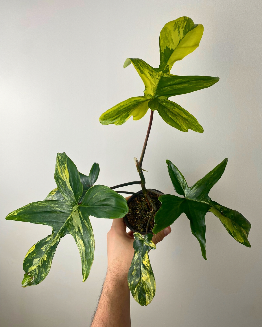 Philodendron Florida Beauty