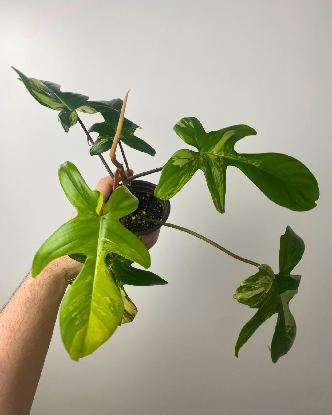 Philodendron Florida Beauty