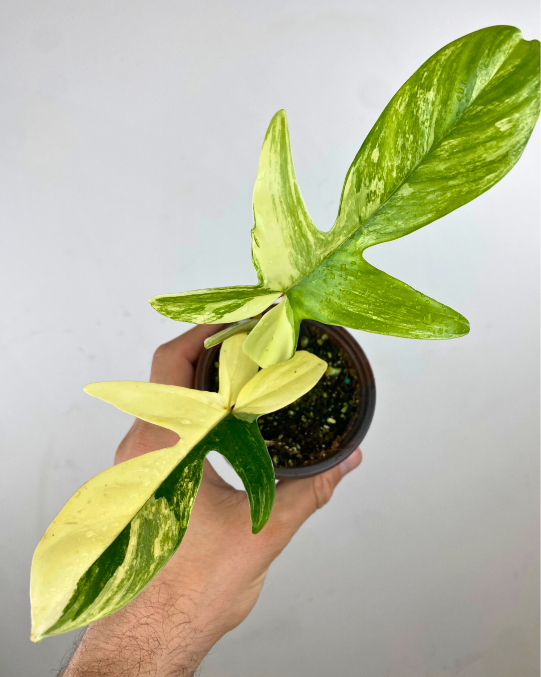 Philodendron Florida Beauty