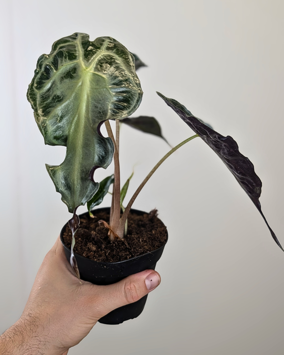 その他観葉植物 Alocasia Venom Aurea Alocasia 'Venom' – Aurea Plants