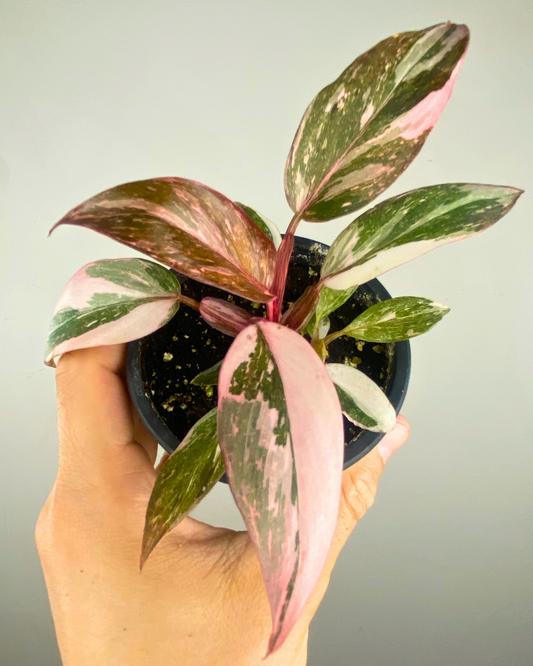 Feuillage vert foncé marbré de rose et crème du Philodendron Pink Princess Marble King