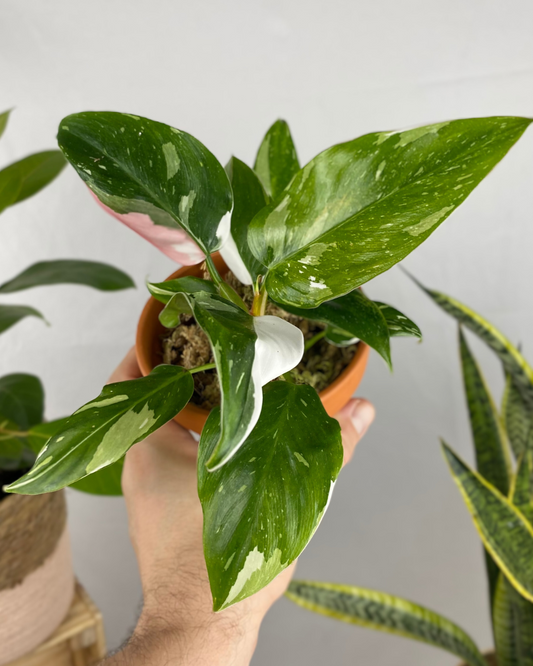 Philodendron White Princess