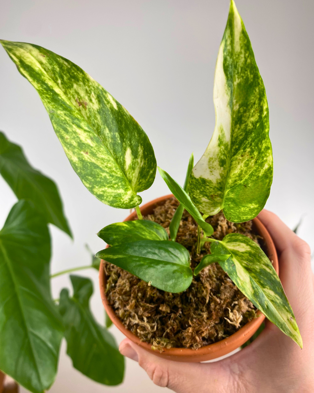 SALOMONE RICADENTE POTHOS AUREA pianta vera da interno in basket Ø 17 - 20  cm 