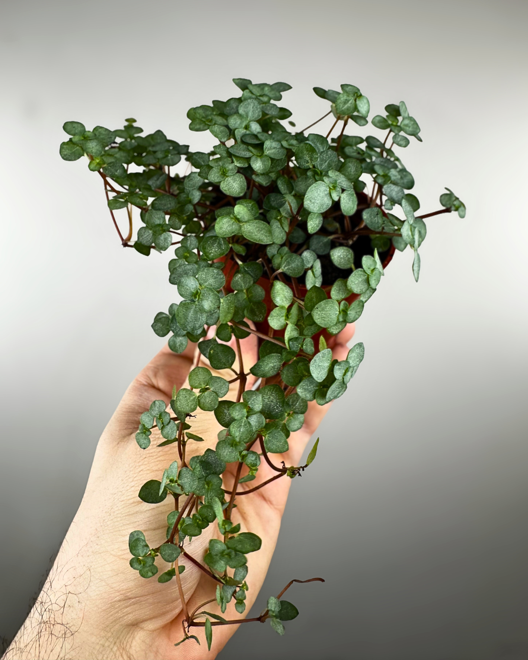 Petites feuilles gris-bleu retombantes de la Pilea glauca