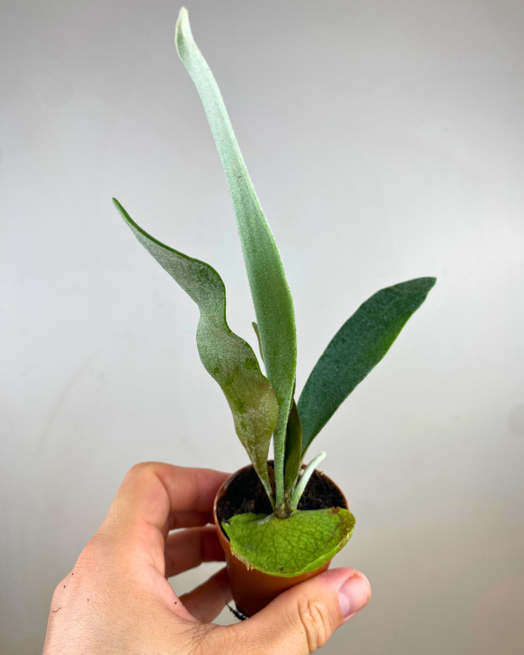 Frondes épiphytes en forme de bois de cerf vert de Platycerium bifurcatum