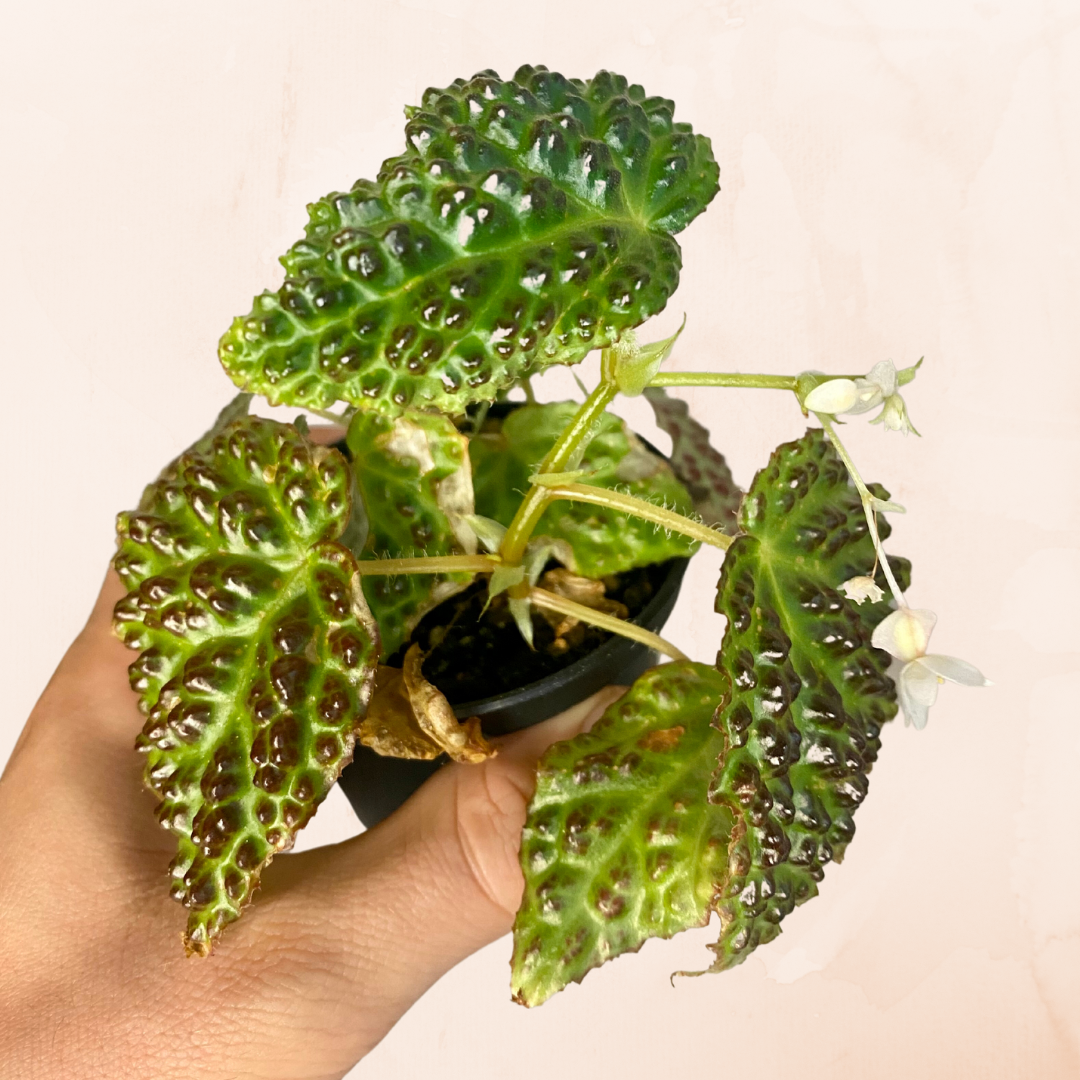 Begonia dracopelta Aurea Plants