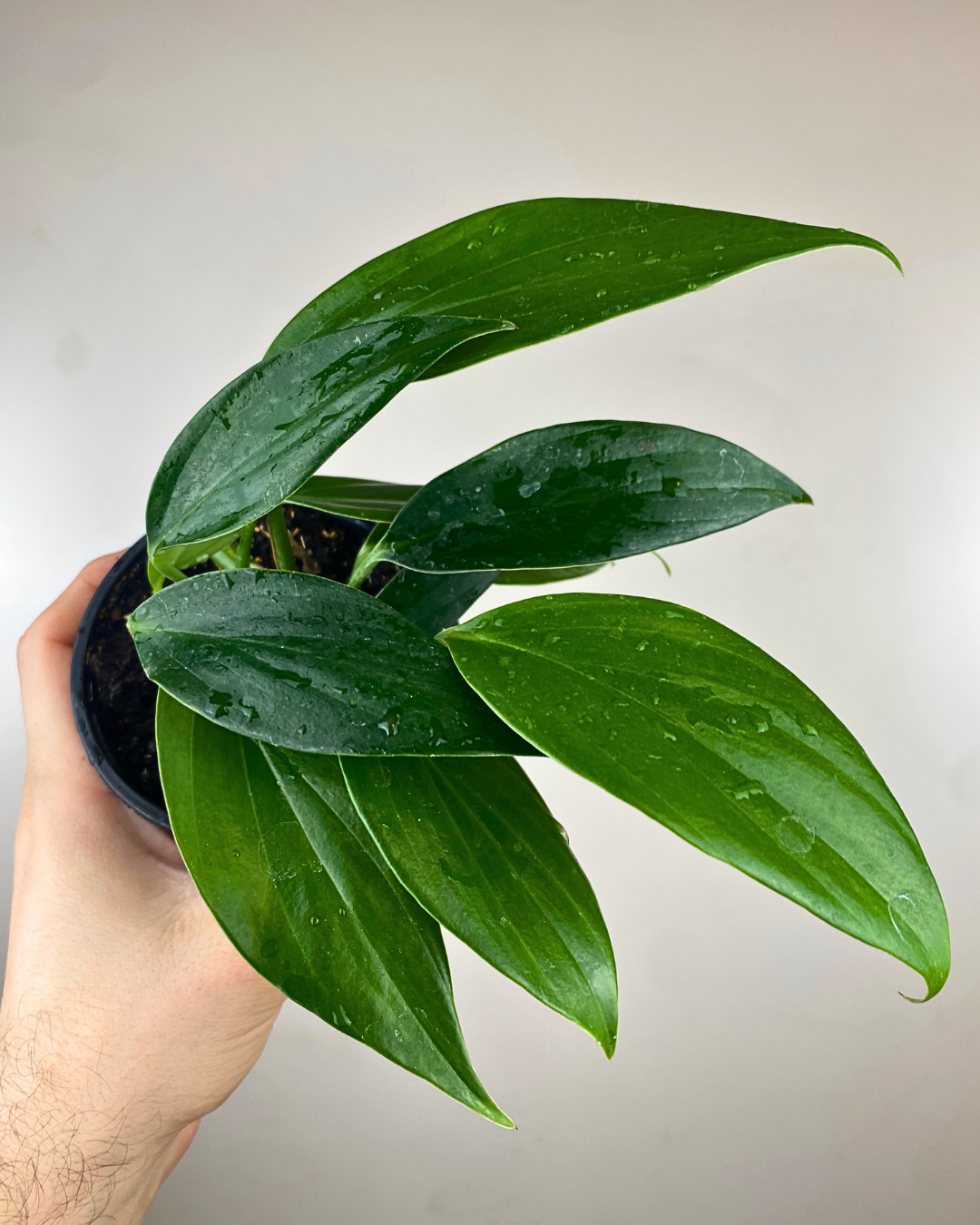 Feuilles vert foncé brillantes et découpées de Rhaphidophora decursiva