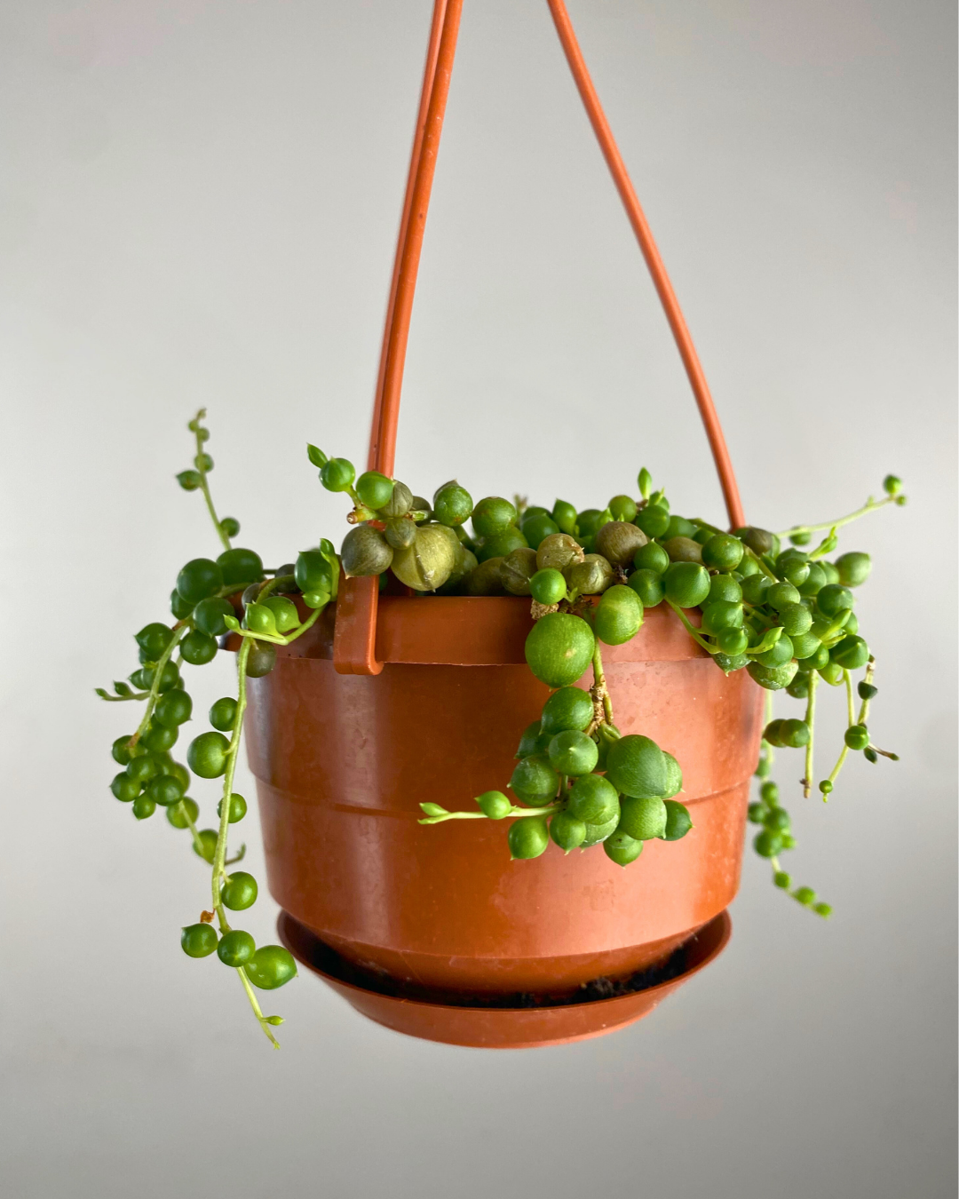 Tiges retombantes ornées de feuilles rondes vertes du Senecio rowleyanus suspendu