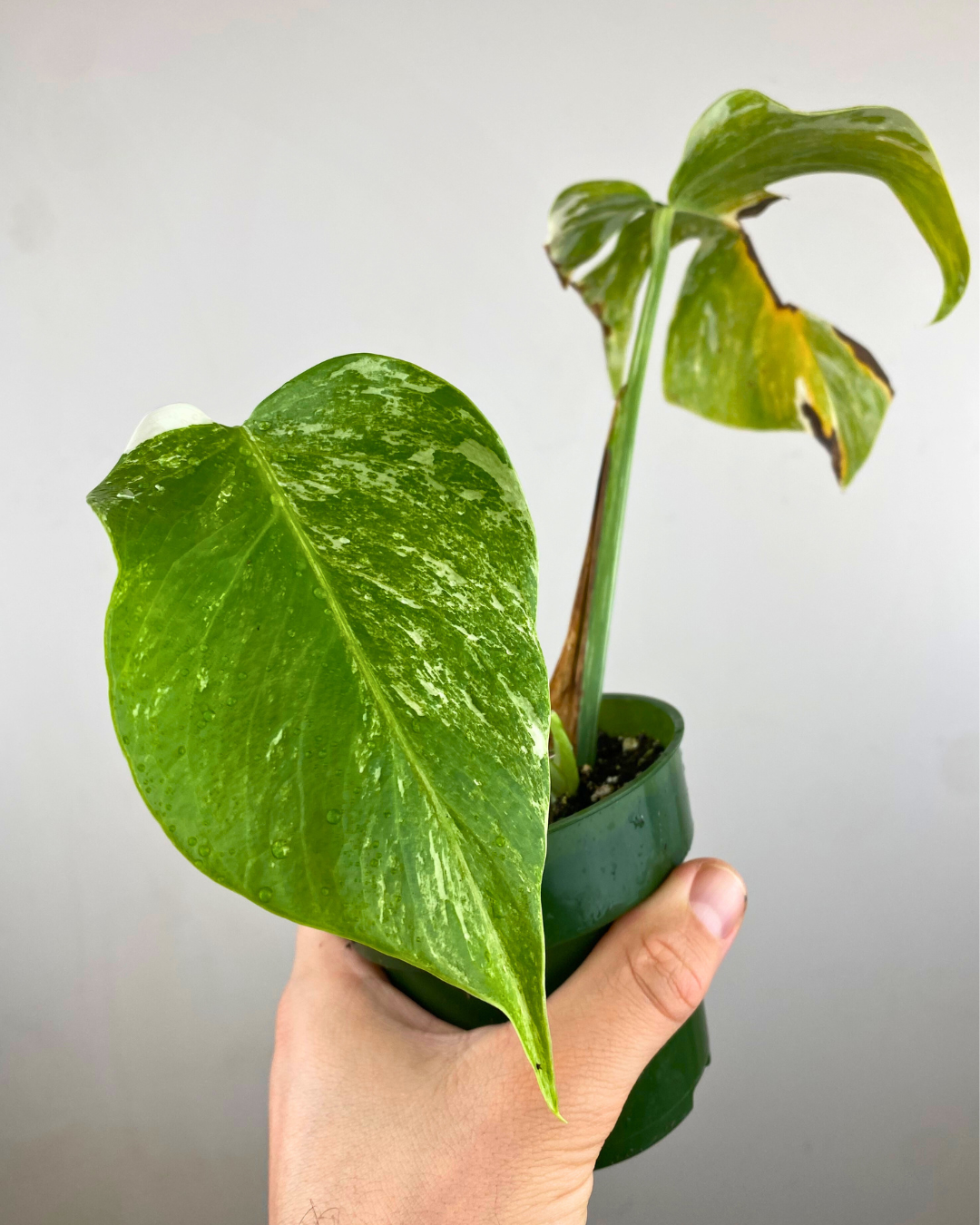 Monstera Borsigiana Albo