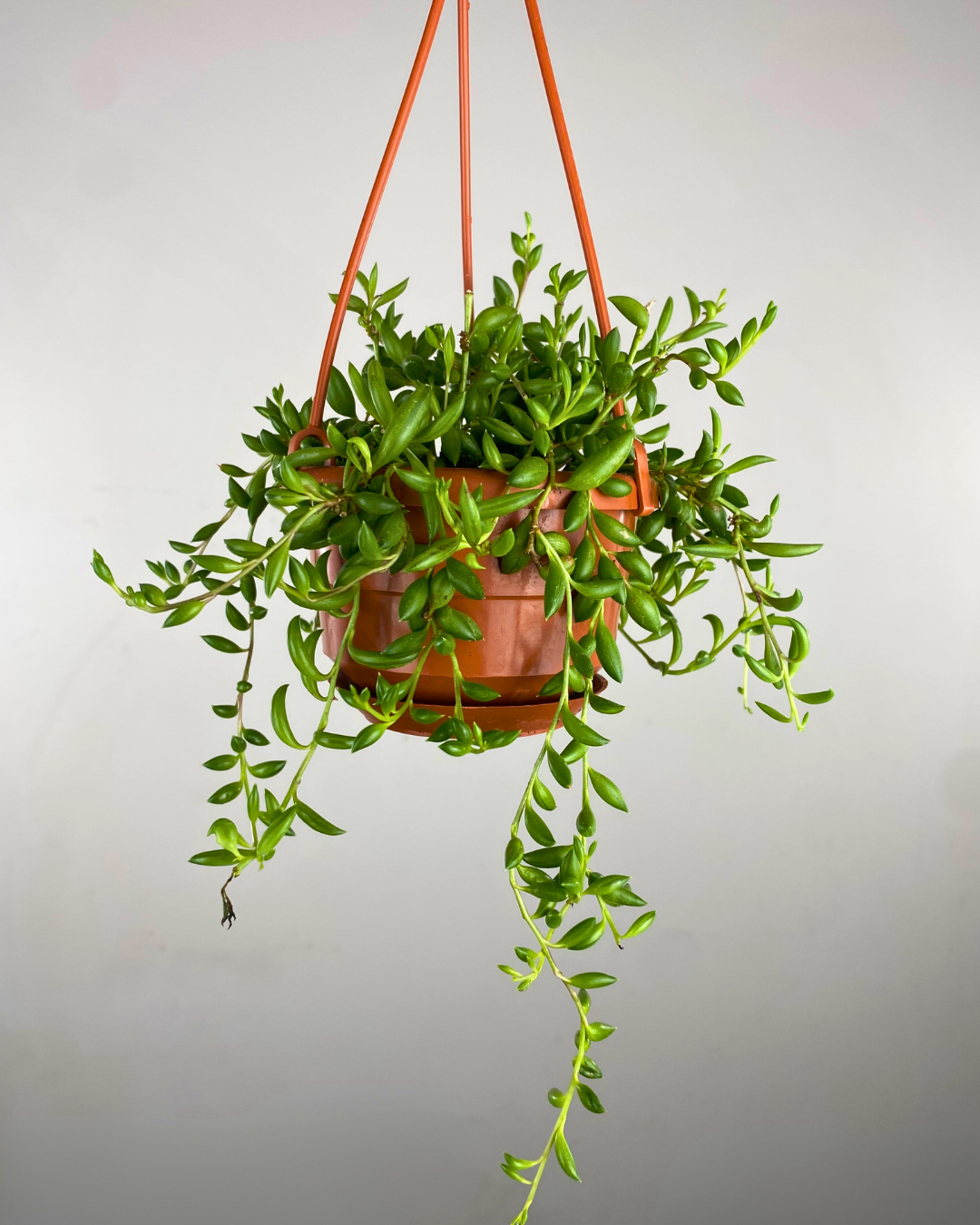 Tiges retombantes aux feuilles longues en forme de bananes de String of Bananas suspendu