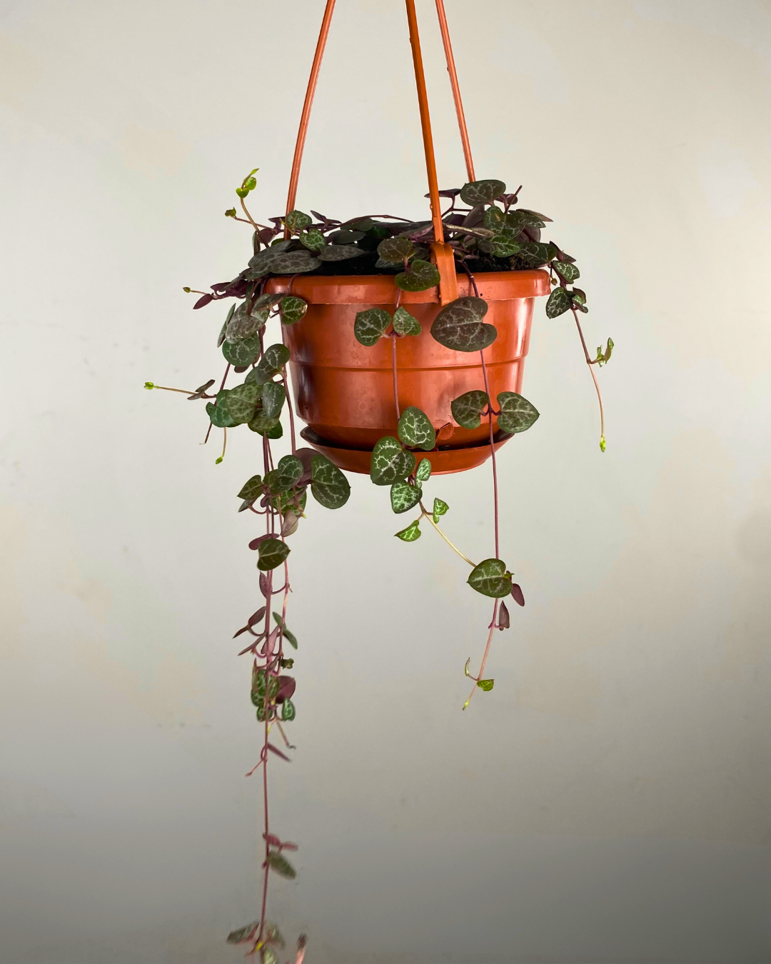 Feuillage en forme de cœur vert argenté de la plante String of Hearts suspendu