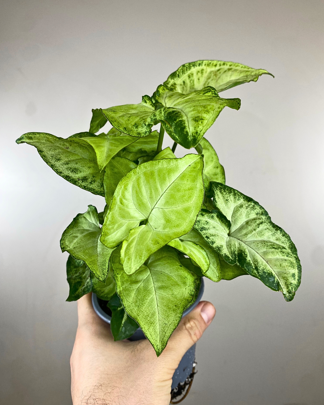 Feuilles vert pâle panachées de blanc du Syngonium White Butterfly