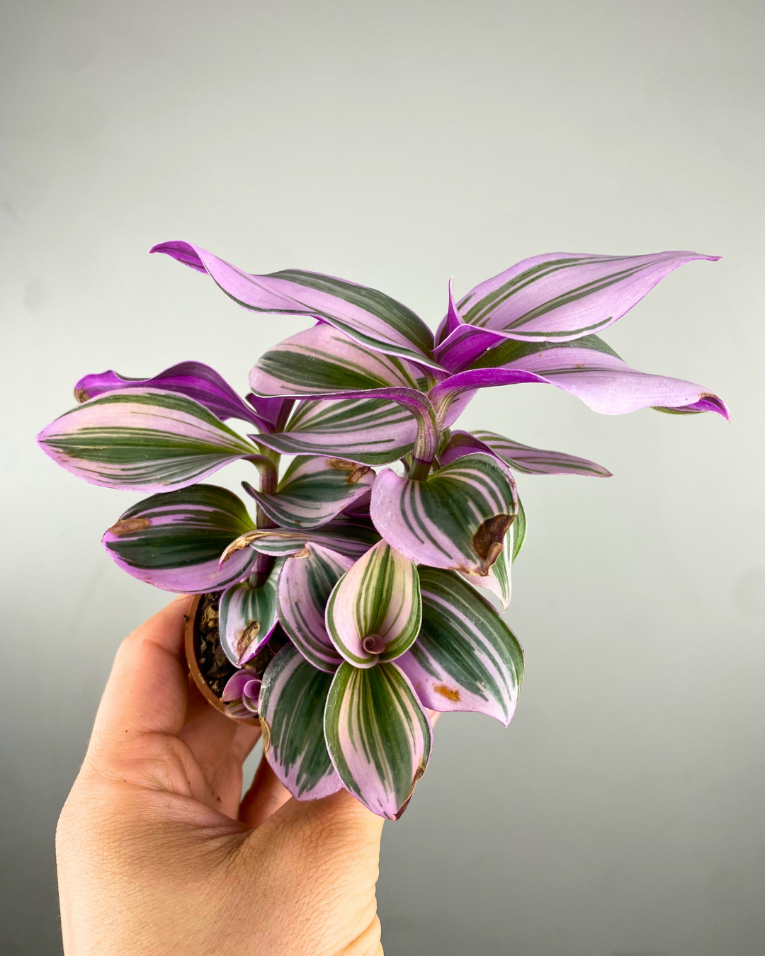 Feuillage panaché rose, crème et vert de la Tradescantia Nanouk