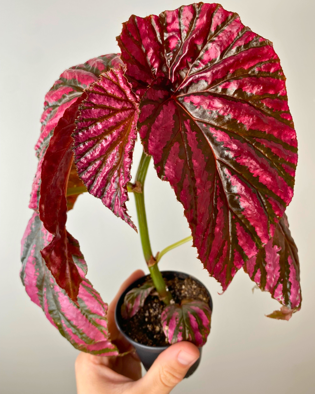 begonia brevirimosaeasy cane begonia canada