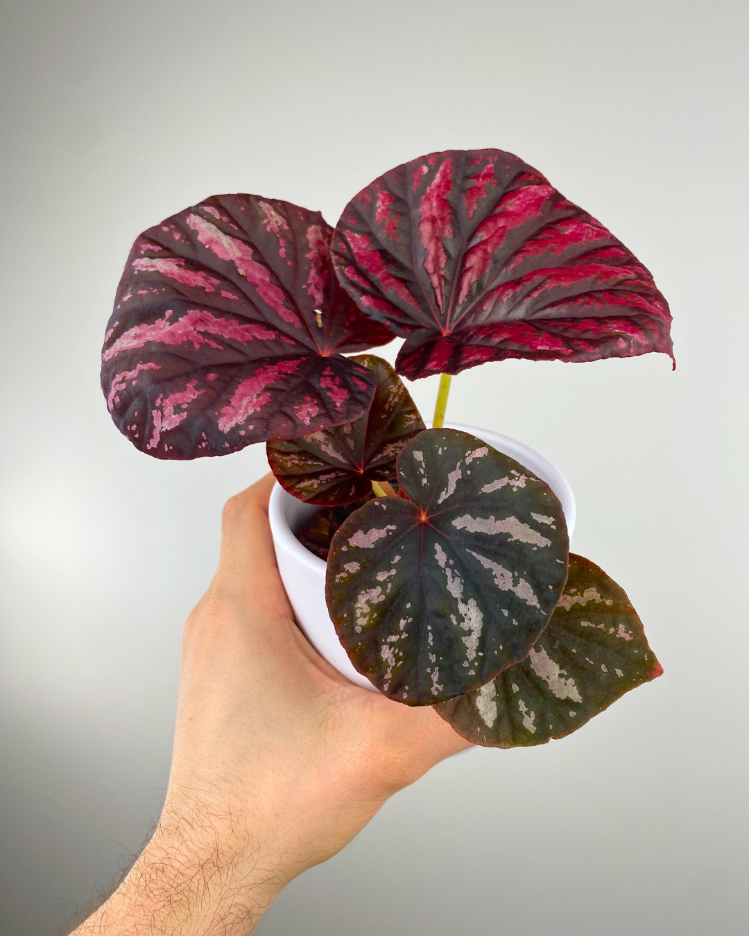 easy to grow begonia canada candy stripes