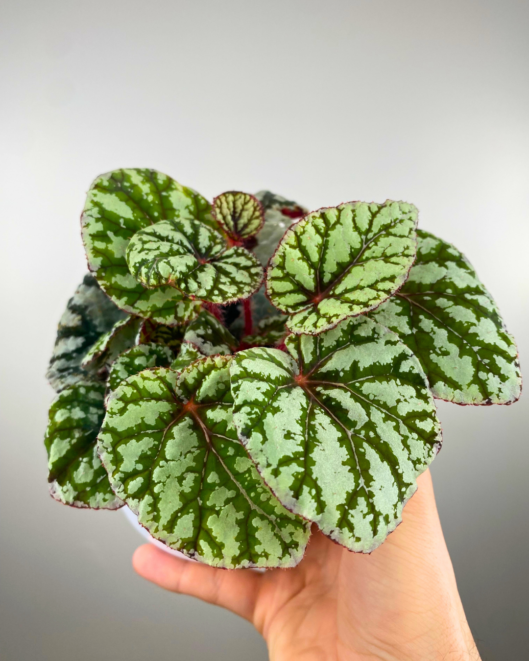 begonia fedor rare begonia canada