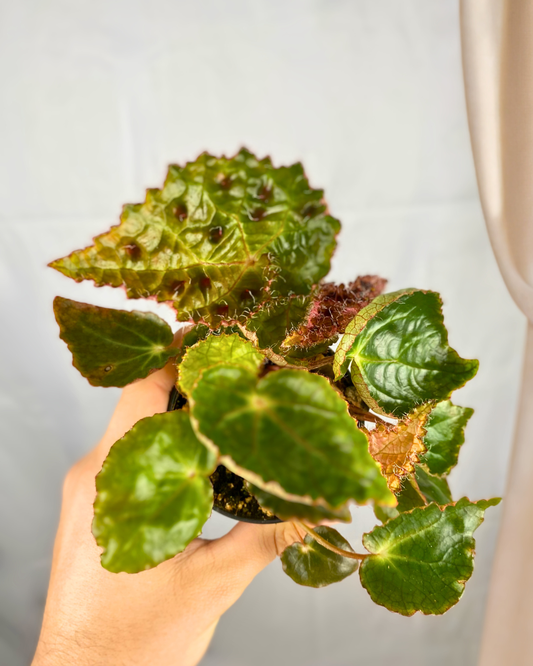 begonia ferox spiky begonia rare begonia canada