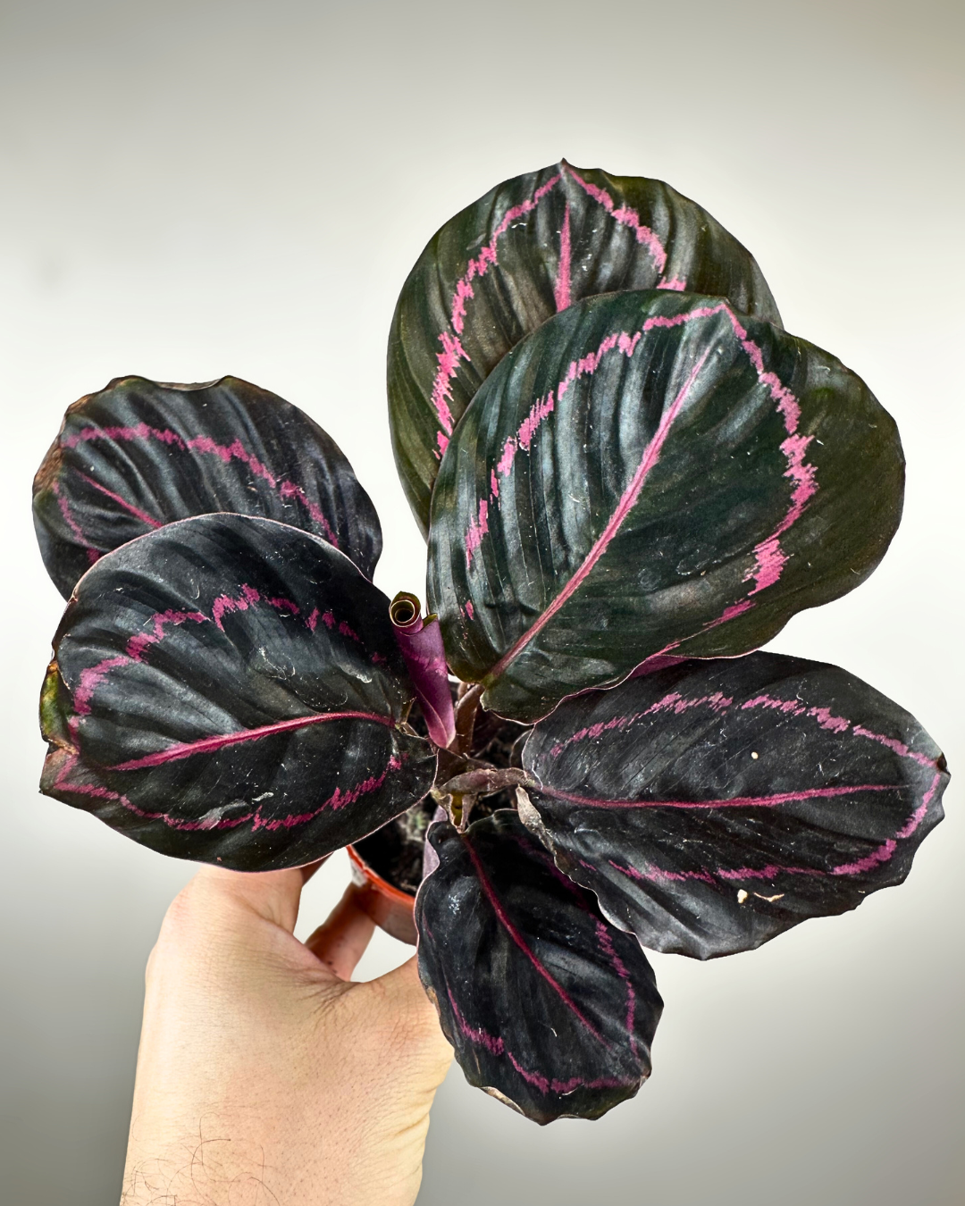 Feuilles bordeaux et prune vibrantes de la Calathea Crimson